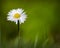 Spring Daisy Growing in Grass