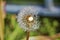 Spring dandelion as a symbol of freedom flying into the sky parachute