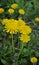 In spring, dandelion blooms in nature