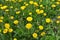 In spring, dandelion blooms in nature