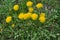 In spring, dandelion blooms in nature