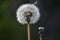 Spring dandelion seed in a Wiltshire field