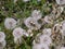 Spring Dandelions