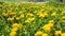 Spring dandelions background