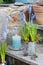 Spring decoration in the garden - blue muscari flowers in a metal flower pot and lampion with candle