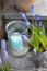 Spring decoration in the garden - blue muscari flowers in a metal flower pot and lampion with candle