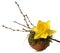 spring decoration: Narcissus and twig with buds on moss filled coconut shell.