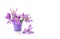 Spring decoration. Violet crocuses in small violet bucket on a white background with space for text