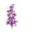 Spring decoration. Violet and white crocuses  Crocus vernus  and flowers hepatica  liverleaf or liverwort  on a white