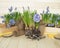 Spring decorative composition. Flowers in a basket and pots of hyacinth, muscari, narcissus. Wooden background.