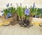 Spring decorative composition. Flowers in a basket and pots of hyacinth, muscari, narcissus. Wooden background.