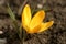 Spring decorative flowers of bright yellow, small, crocus.