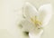 Spring deli ate flowers, White flowers