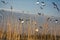 Spring, delicate young foliage trees, and noisy nesting gulls