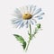 Spring Delight: Captivating Daisy Watercolor for Your Designs AI Generated