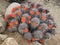 Spring desert cactus flower blossom