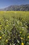 Spring desert lilies and desert gold in field off of Henderson Road in Anza-Borrego Desert State Park, near Anza Borrego Springs,