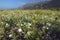 Spring desert lilies in field off of Henderson Road in Anza-Borrego Desert State Park, near Anza Borrego Springs, CA