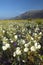 Spring desert lilies in field off of Henderson Road in Anza-Borrego Desert State Park, near Anza Borrego Springs, CA