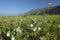 Spring desert lilies in field off of Henderson Road in Anza-Borrego Desert State Park, near Anza Borrego Springs, CA