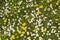Spring detail of flowery meadow