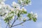 Spring developing of folding pink and white apple tree flower buds and leaves