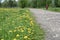 Spring. Dirt road with blooming bright dandelions on the side of the road and green forest in the distance, blurred