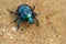 Spring dor beetle 2