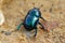 Spring dor beetle 4