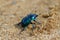 Spring dor beetle 6