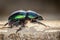 Spring dor beetle Trypocopris vernalis
