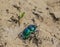 Spring dor beetle -Trypocopris vernalis- showing its colours in the sunlight