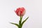 Spring double bloom of a tulipa flower