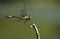 Spring Dragonflies (Gomphidia confluens Selys)
