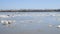 Spring drifting of ice on the river. Floating gray ice floes. Russia.
