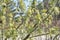 Spring earrings on a maple tree. Maple spring leaf shoots and flowers