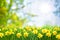 Spring Easter background