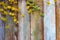 Spring Easter background of flowering willow and dogwood branches on an old wooden background