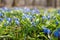 Spring and easter background with snowdrops blooming in the meadow in a sunny day. Shallow depth of field. Sunset