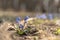 Spring and easter background with snowdrops rising from the ground. First spring flowers blooming in a sunny day. Shallow depth of