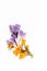 Spring, Easter floral composition. Yellow and violet crocuses flowers on white wooden background. Vertical Styled stock