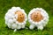 Spring or easter greeting card with two sheep shaped eggs on green background