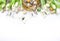 Spring Easter holiday white background with tulips, quail eggs, butterflies and feathers in a nest. Banner with copy space. Top