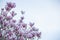 Spring, easter time. Magnolia tree blooming closeup view