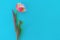 Spring easter tulip floral Blue color background with copy space. Top view. Objects on a simple background. Digital signal glitch