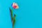 Spring easter tulip floral Blue color background with copy space. Top view. Objects on a simple background. Digital signal glitch