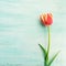 Spring easter tulip floral minimal pastel color background