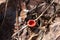 Spring edible mushroom - Sarcoscypha austriaca or Sarcoscypha coccinea