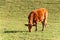 Spring evening on pasture. Cows graze grass. Evening at the farm in the Czech Republic. Cattle breeding.