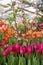 Spring exhibition of beautiful tulips of different colors. Fresh flowers in the greenhouse at the flower exhibition